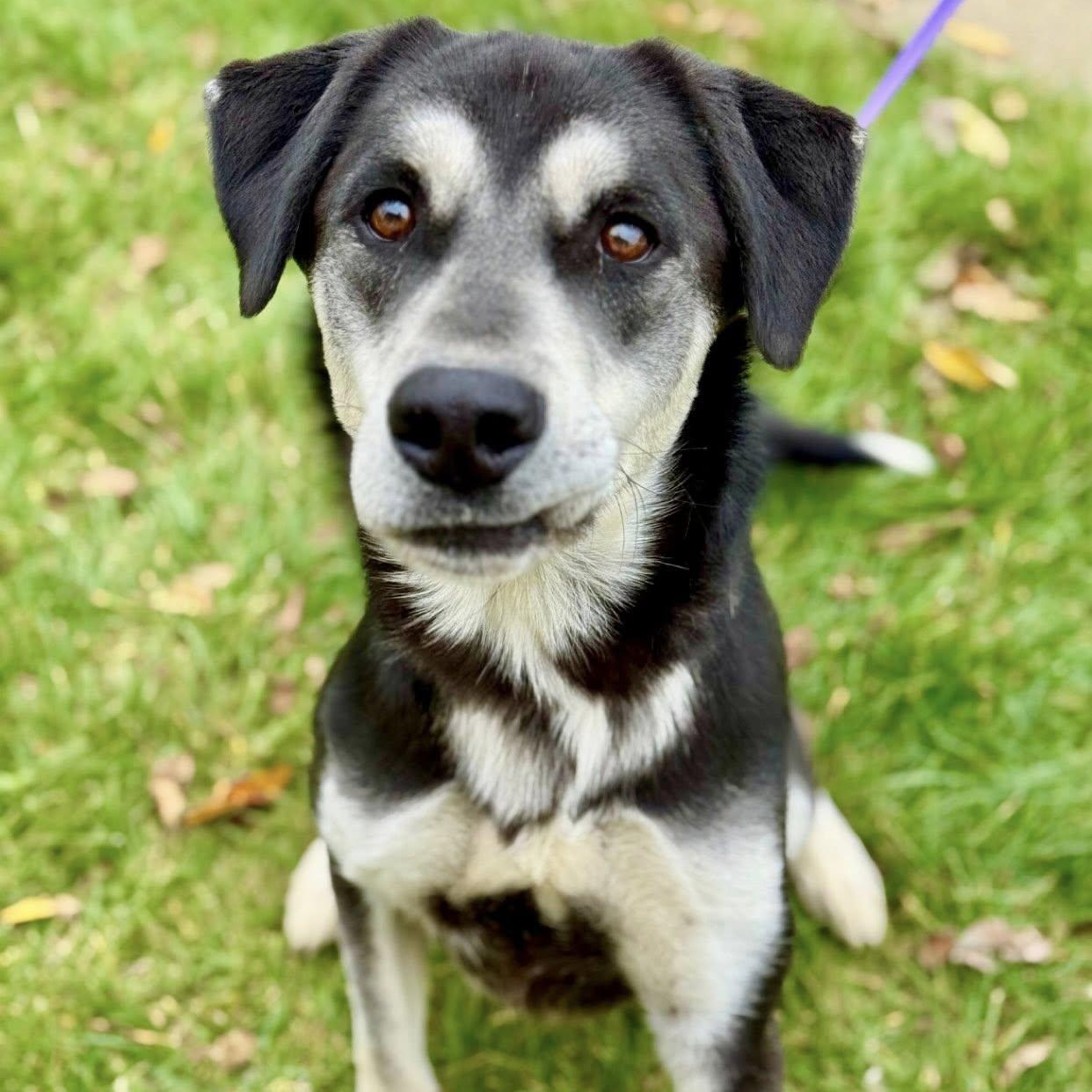 petfinder battle creek