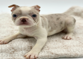 boston terrier puppies florida