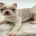 boston terrier puppies florida