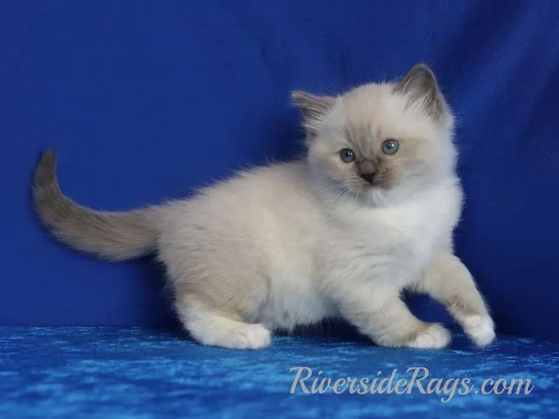 kittens for sale rhode island