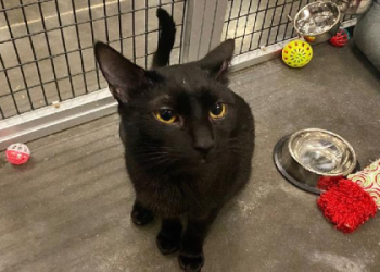 where to pet a cat near me