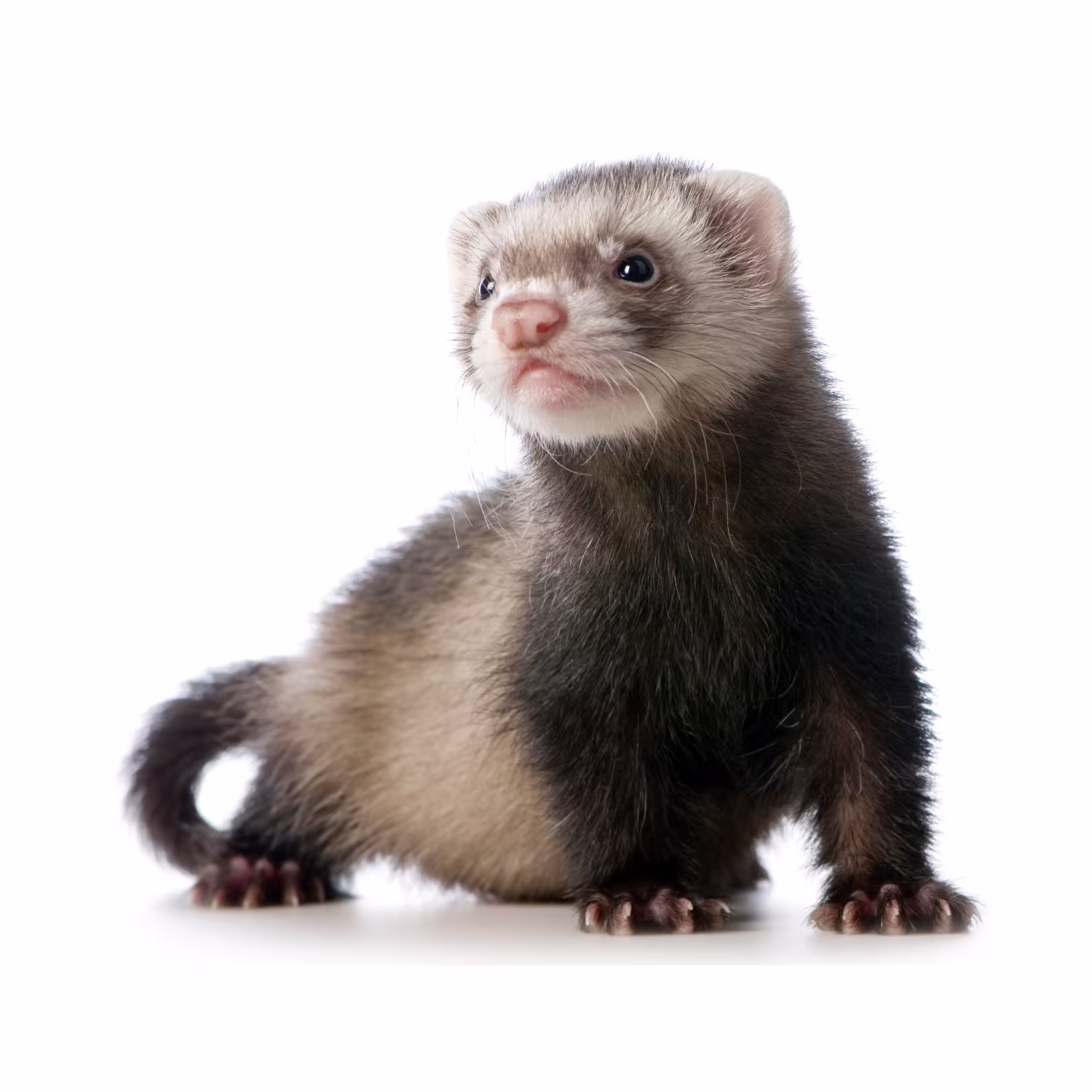 does petco have ferrets