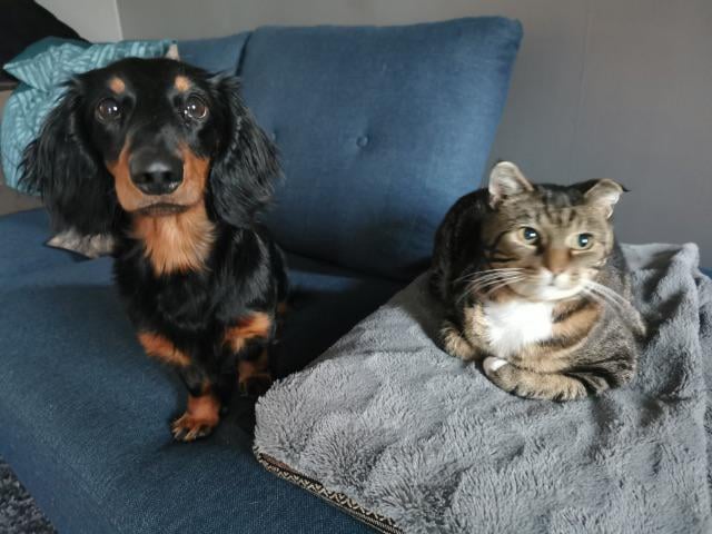 dachshund and cat
