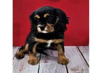 large breed puppies near me