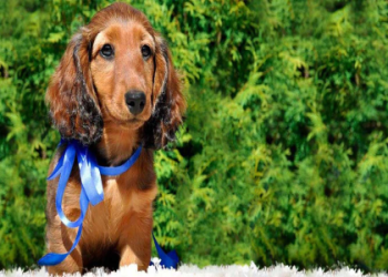 dachshund for sale florida