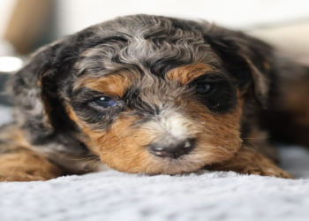 merle bernedoodle puppy