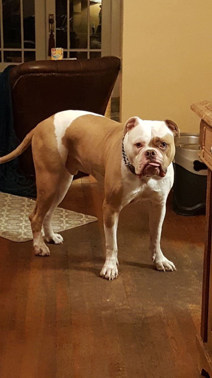 american bulldog rescue florida