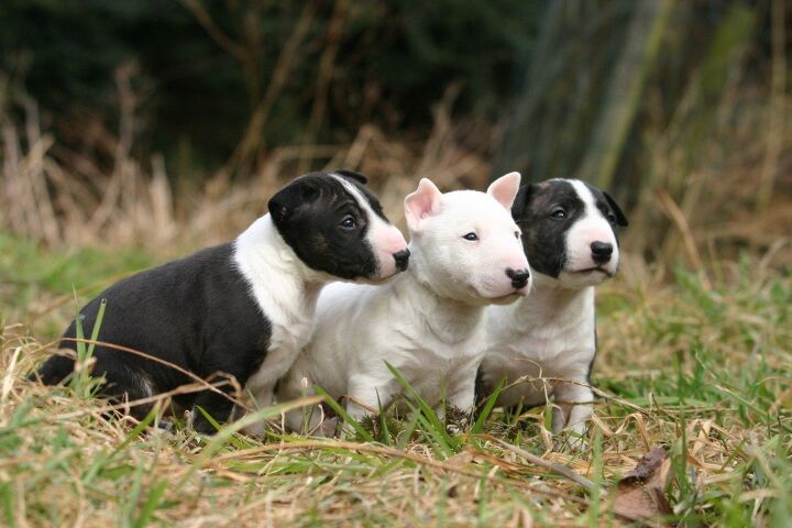 bull terrier puppies