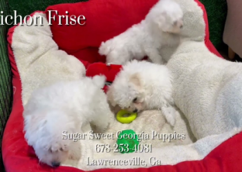 georgia puppies online photos