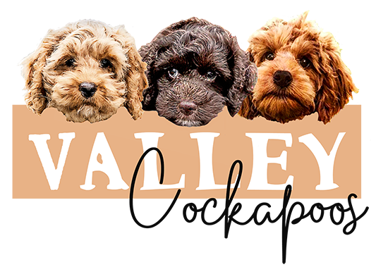 cockapoo breeders california