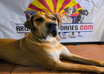 great dane puppies arizona