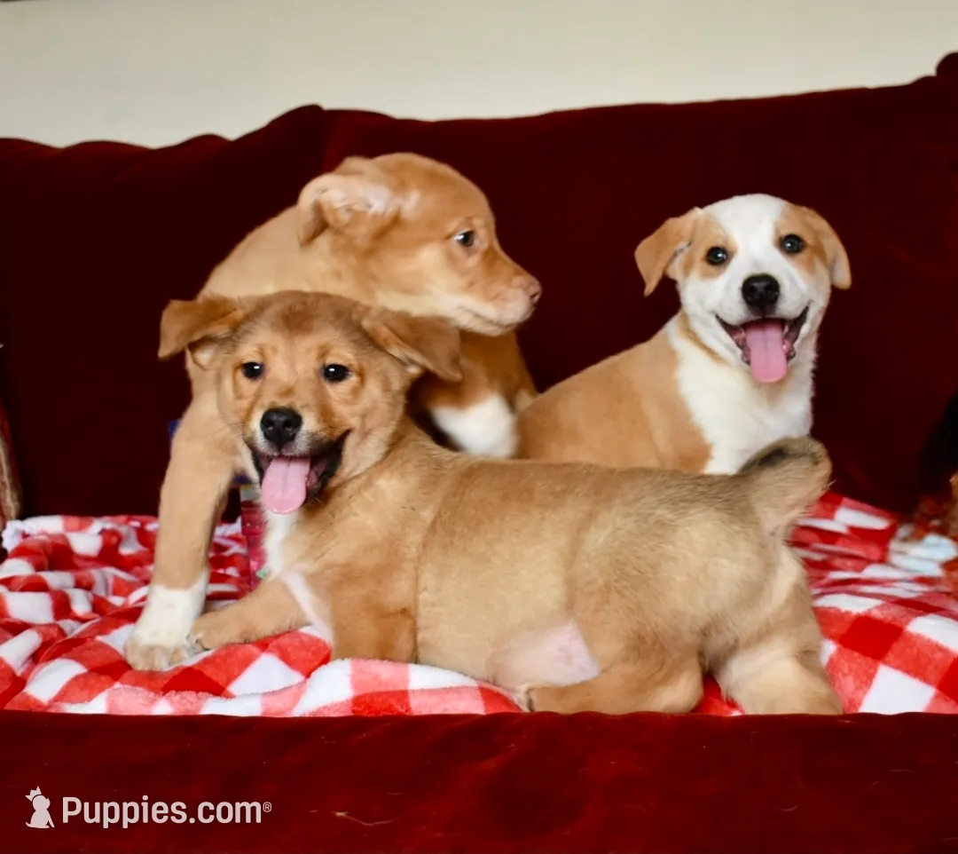 puppies local for sale