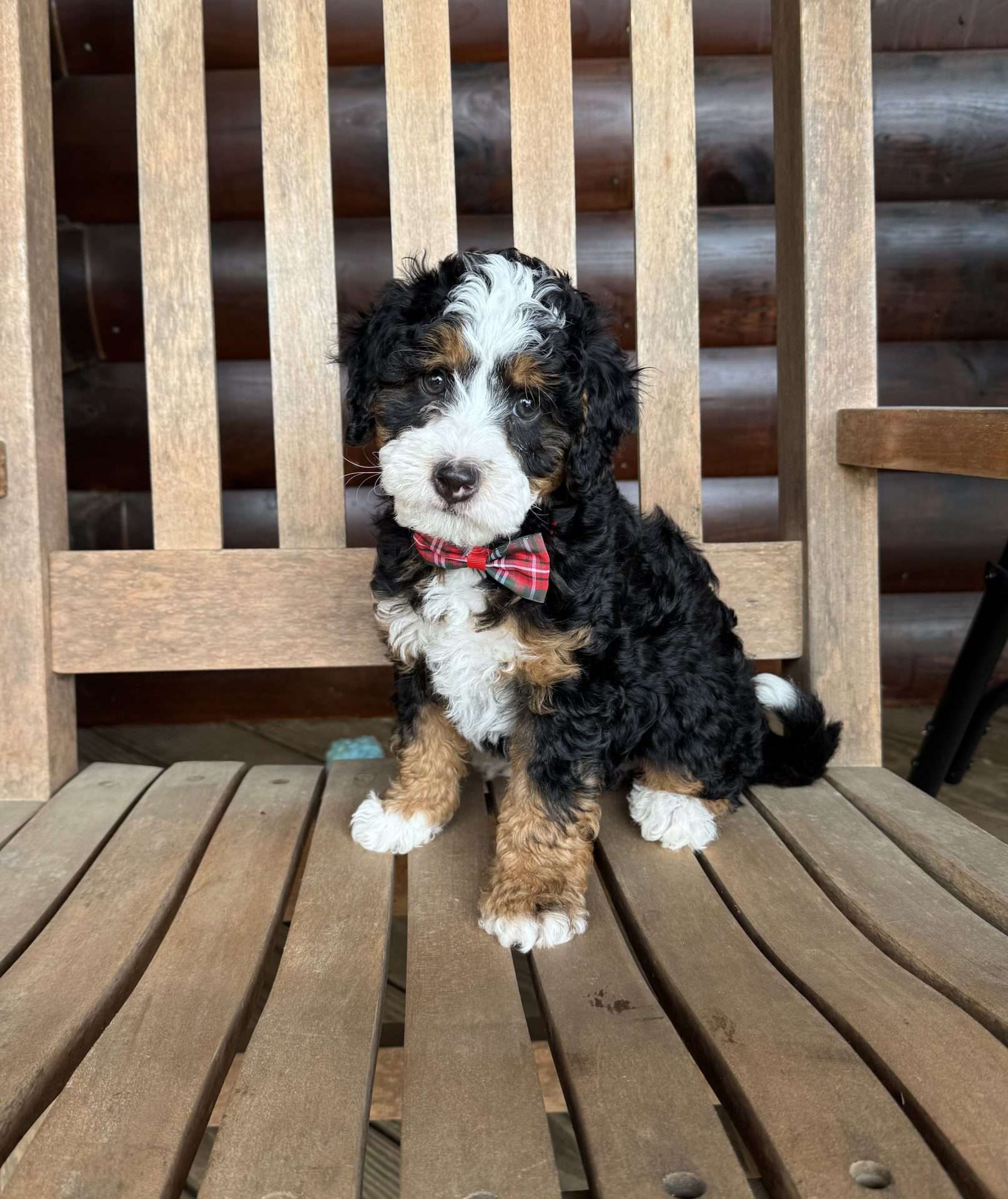 bernedoodle north carolina
