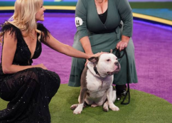 best in rescue dog show 2025