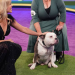 best in rescue dog show 2025