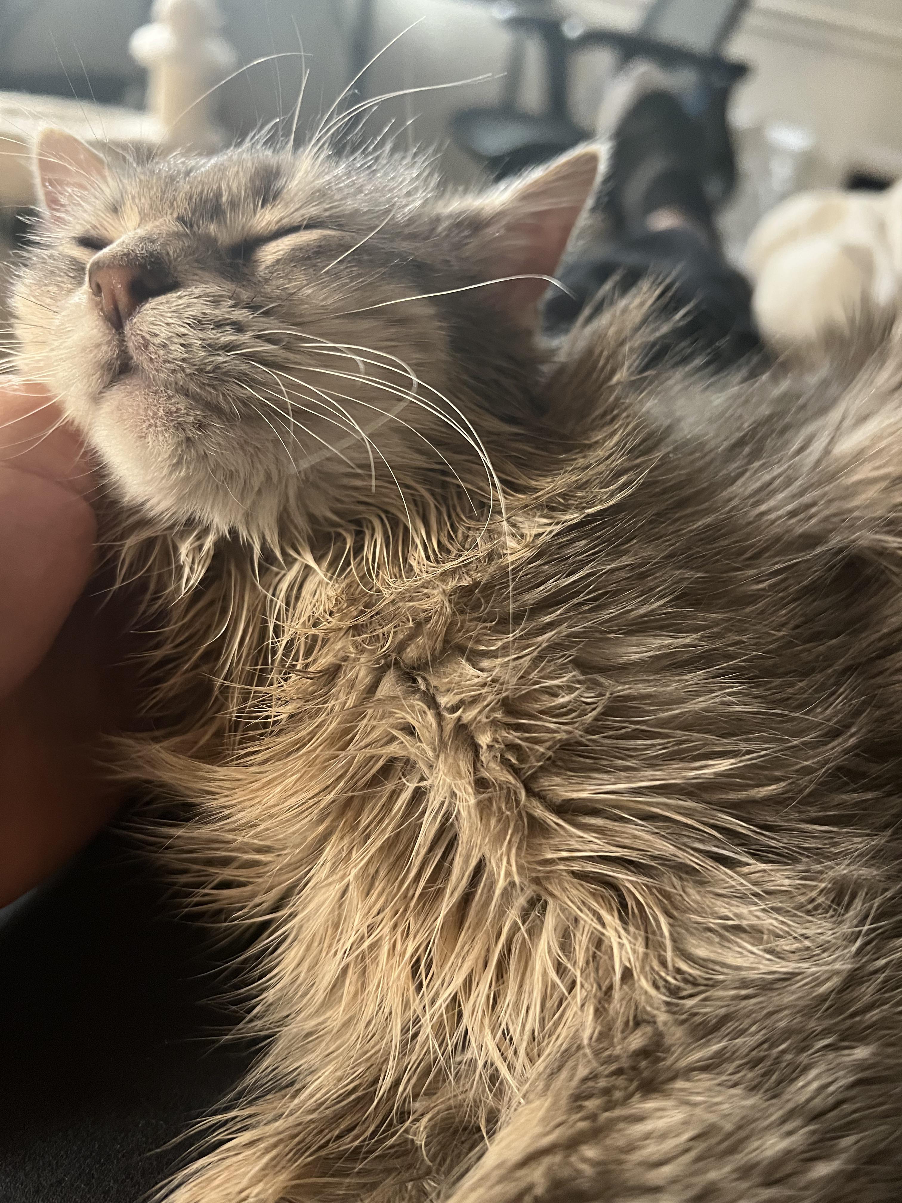 why does my cat's fur look greasy