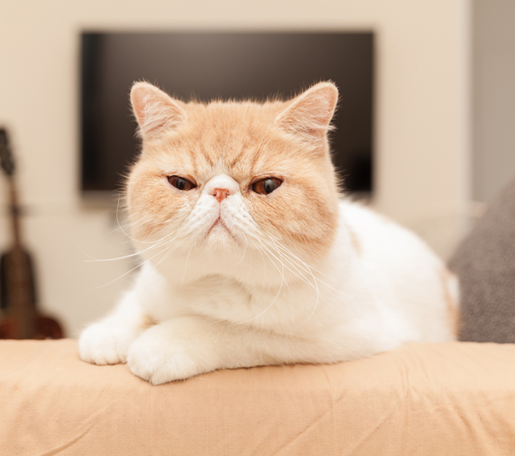 exotic shorthair cats near me