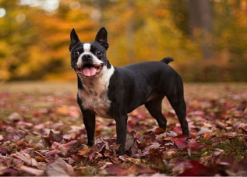 boston terrier nj