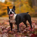 boston terrier nj