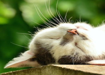 why does my cat’s fur look greasy