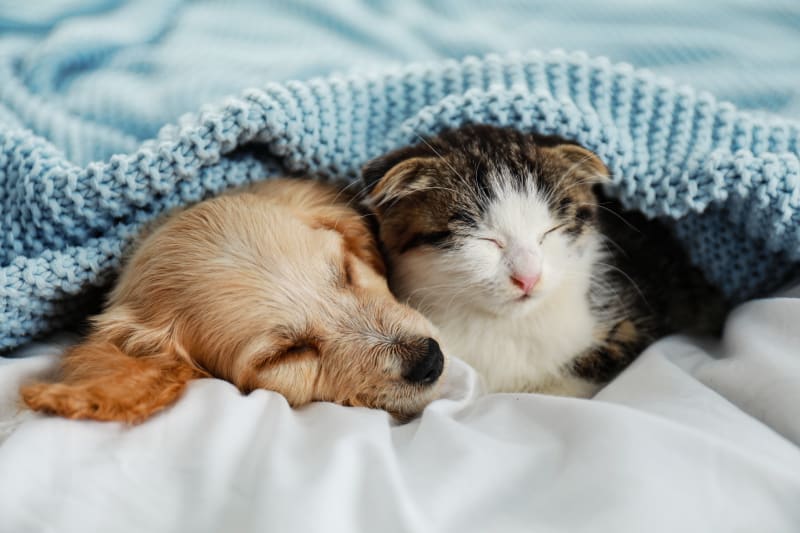 cute puppies and kittens
