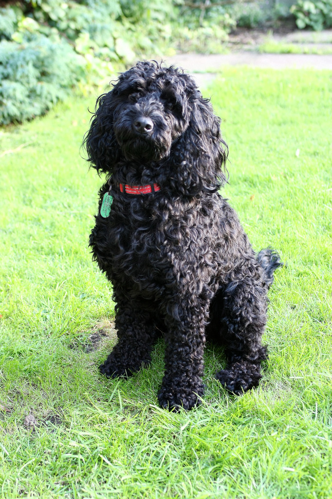 adult black cockapoo