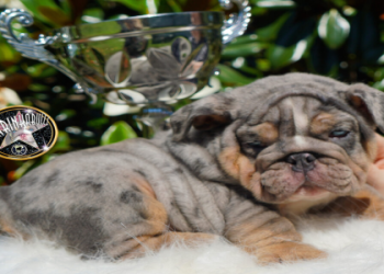 english bulldog puppies for sale in indiana