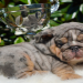 english bulldog puppies for sale in indiana