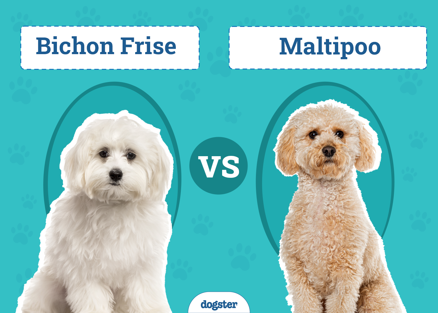 maltipoo bichon frise mix