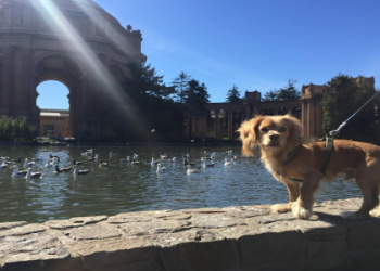 stanislaus animal services agency photos