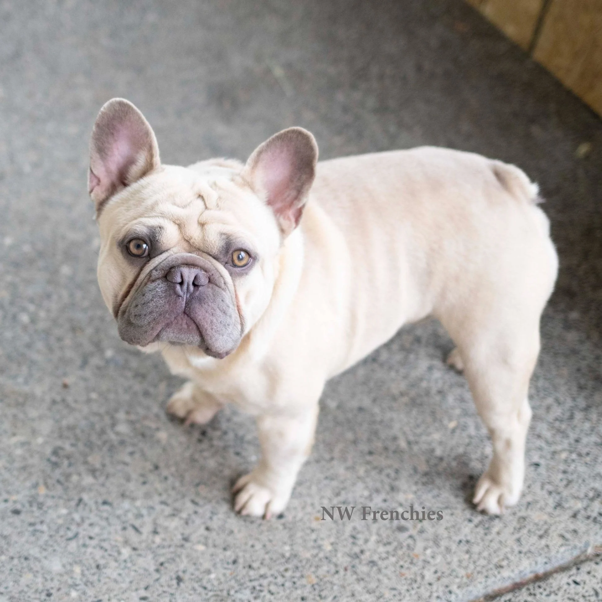 french bulldog breeders washington state