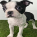 red boston terrier for sale