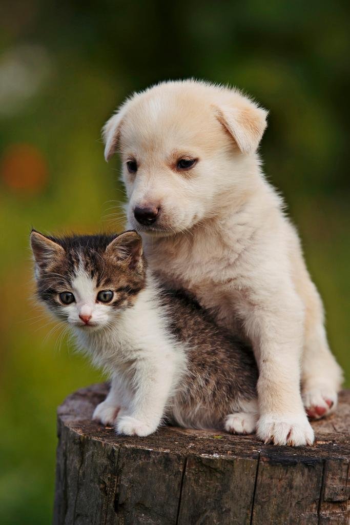 cute puppies and kittens