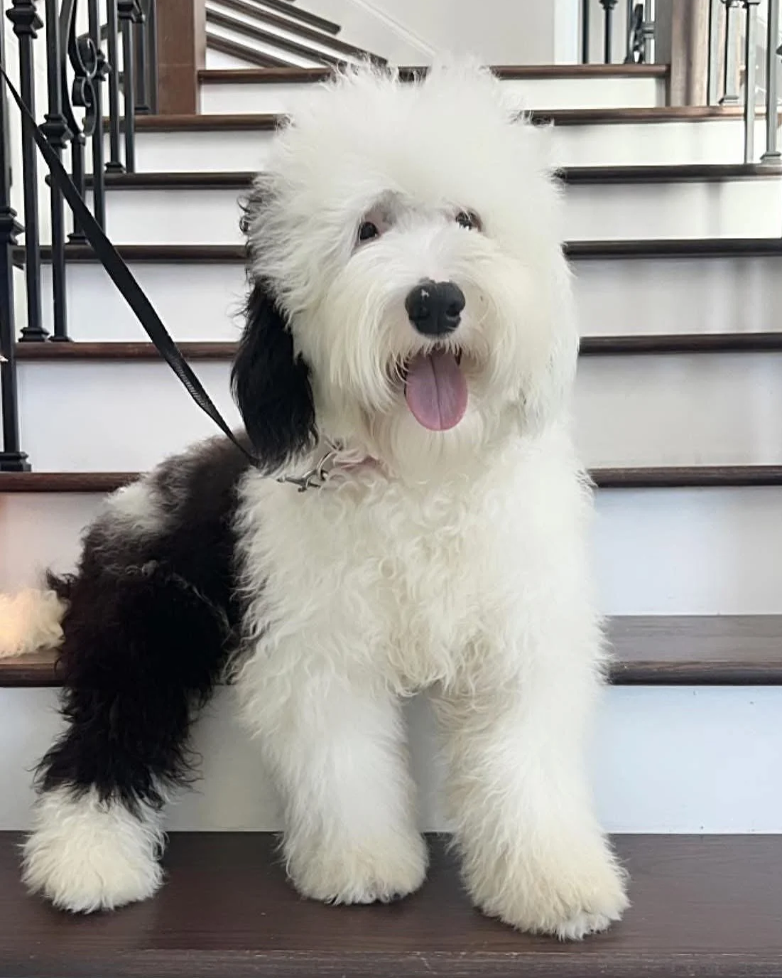sheepadoodle for sale