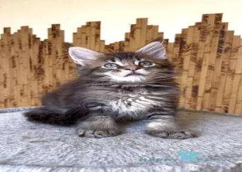 maine coon rescue rhode island