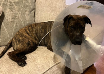 petfinder tulsa dogs