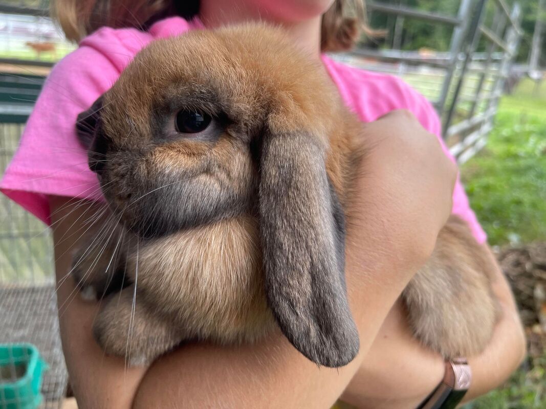 giant lop for sale