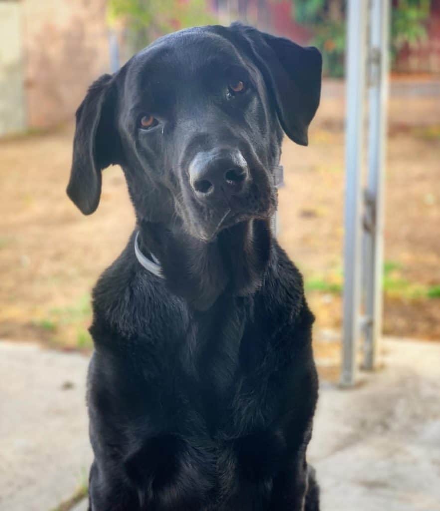 black lab x great dane