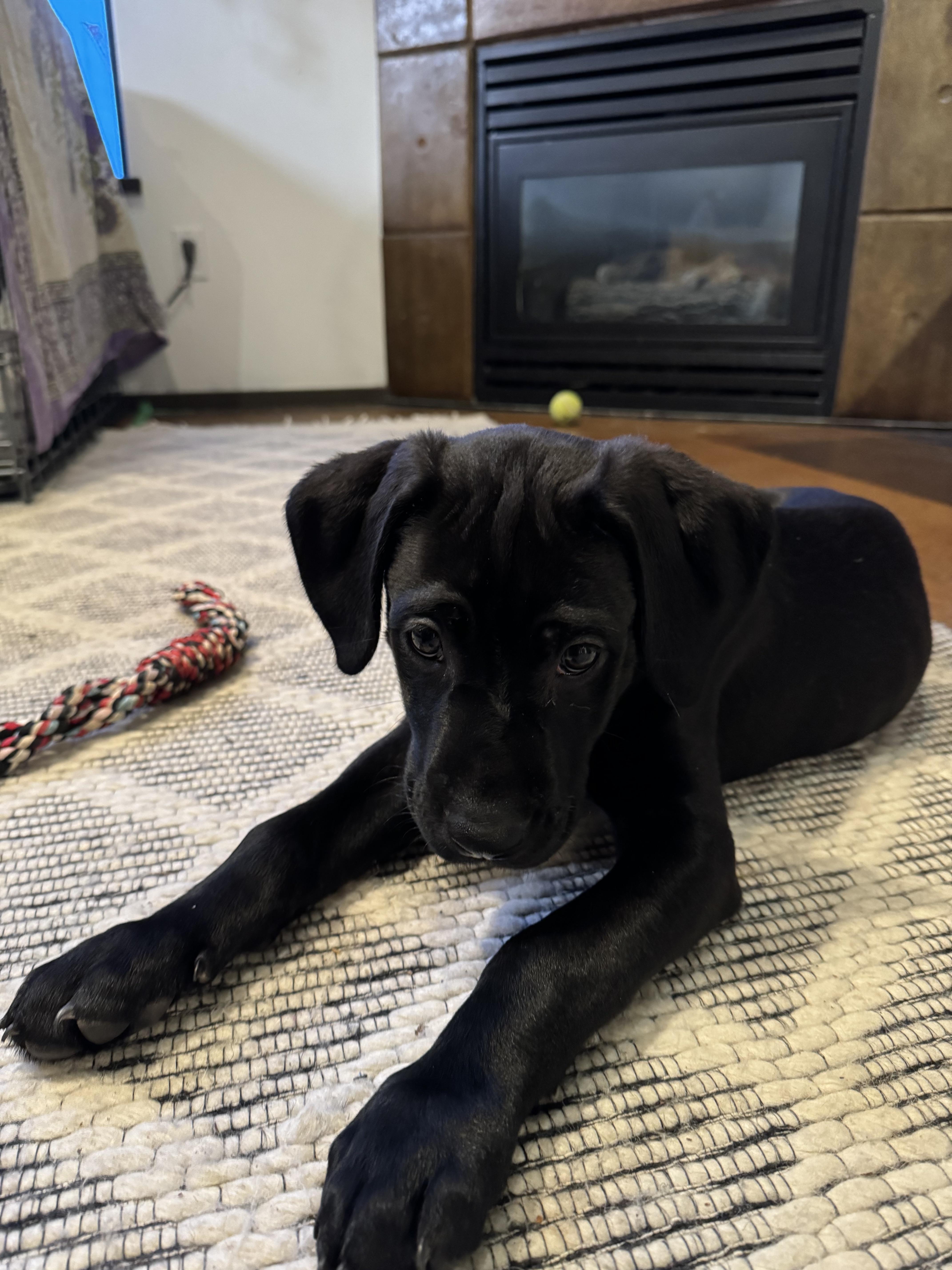 black lab dane mix