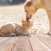 dog and cats
