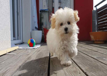 maltipoo bichon frise mix