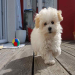 maltipoo bichon frise mix