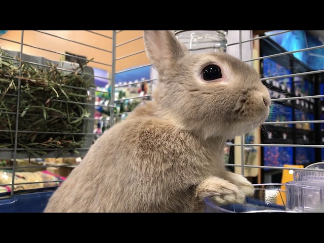 pet smart bunny