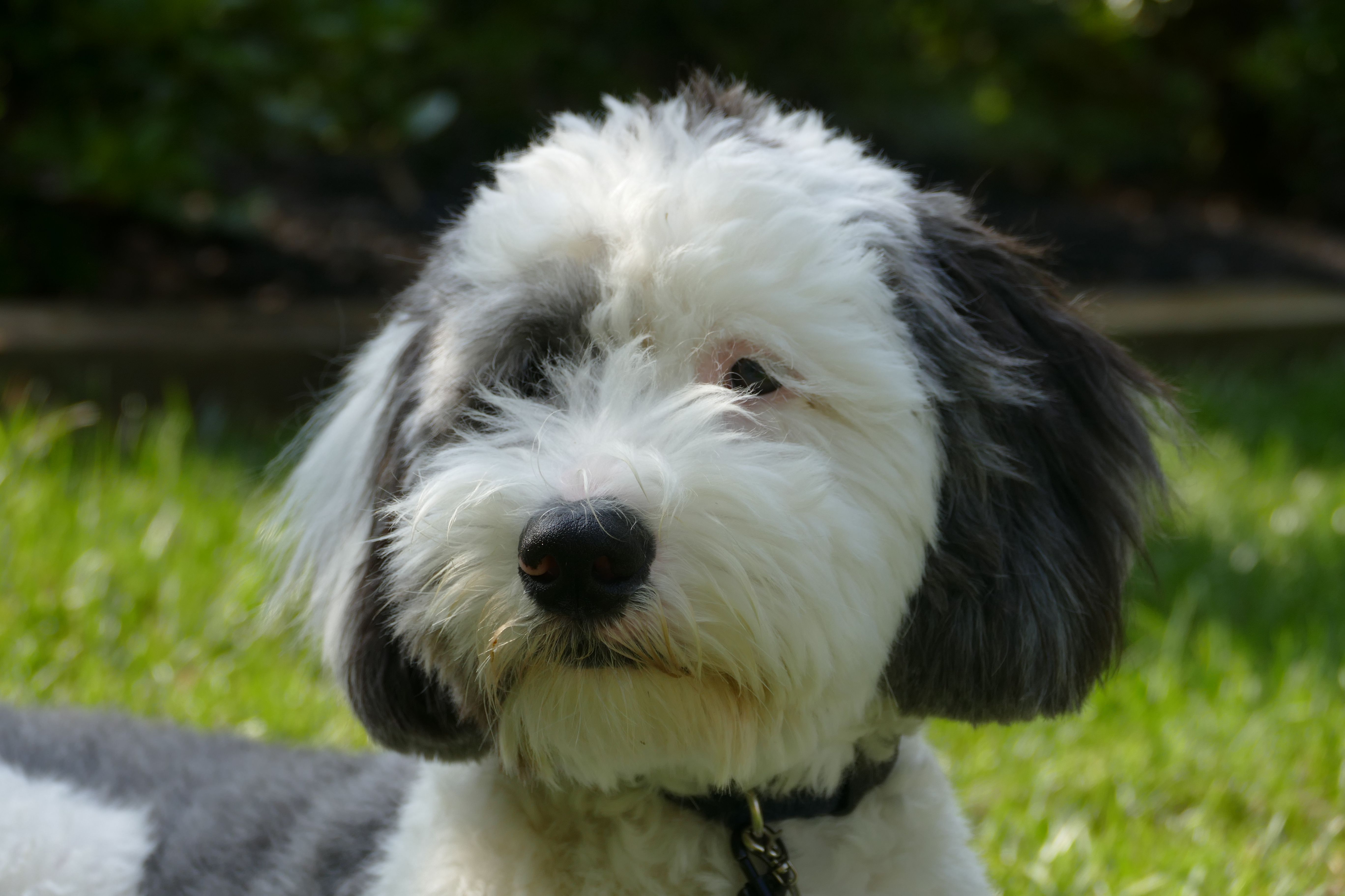 sheepadoodle images