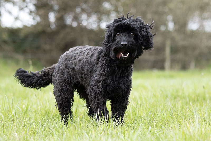 adult black cockapoo