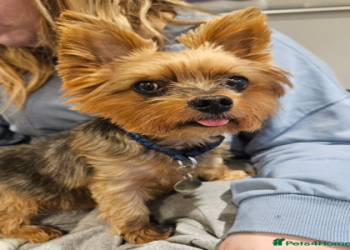 australian terrier puppies for adoption