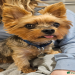 australian terrier puppies for adoption
