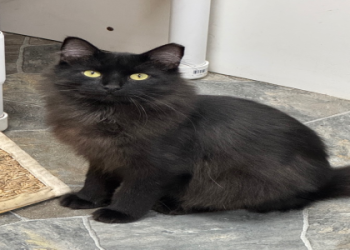 petfinder declawed cats near me free