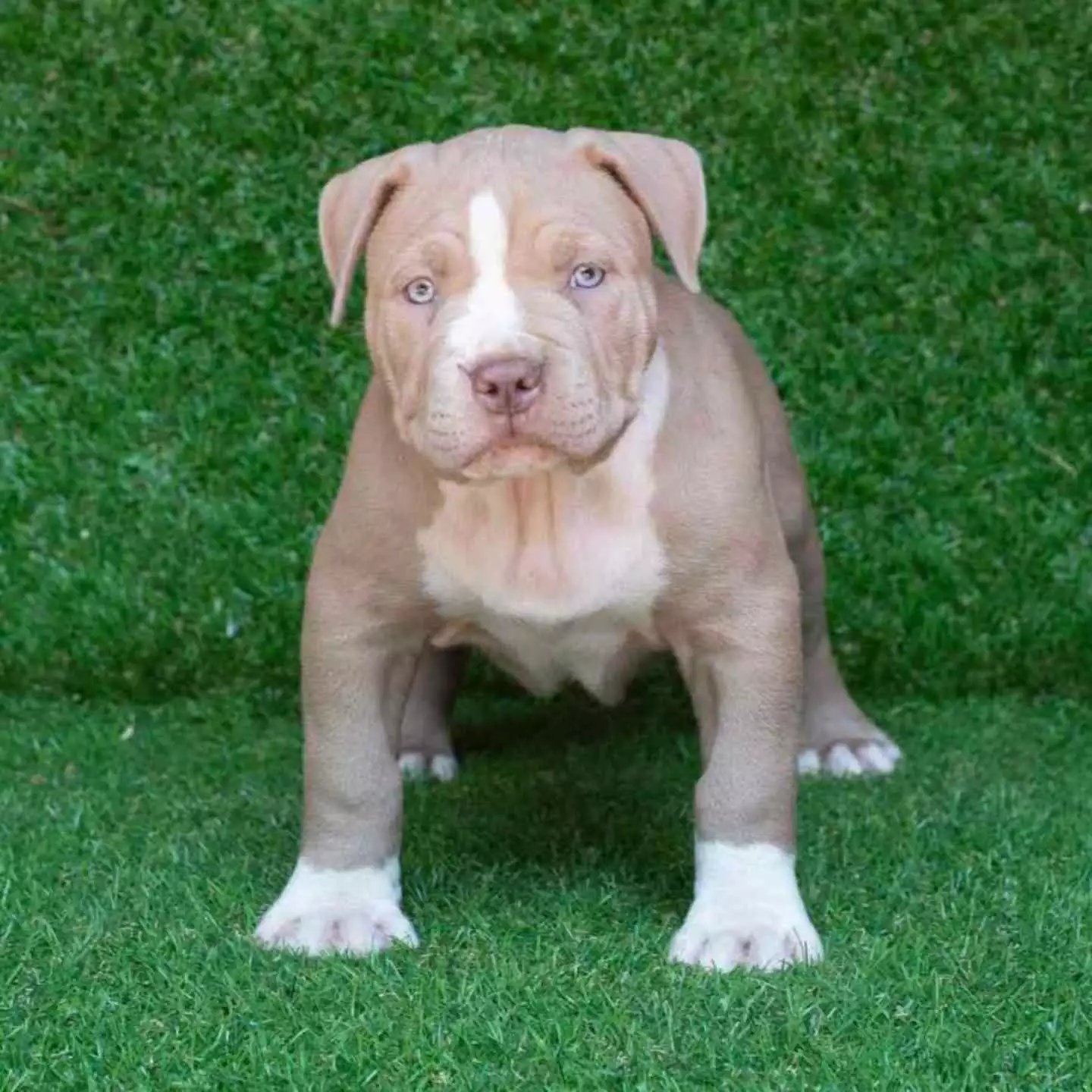 cheap pitbull puppies for sale near me