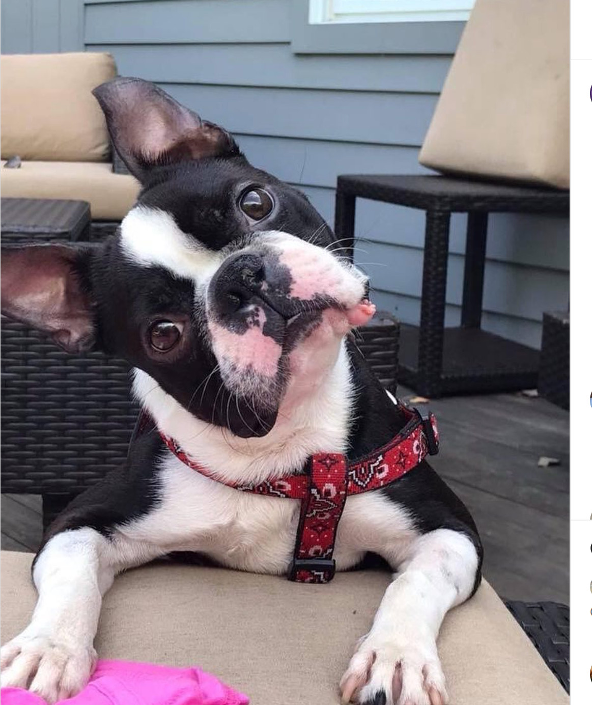 boston terrier adoptions near me